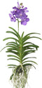 Plant in a Box - Vanda Magic XXL - Koningsblauw - Hoogte 90cm