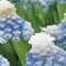 JUB - Muscari Mountain Lady