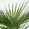 Plant in a Box - Chamaerops Humilis - Laag schild - Pokon - Tuinpalm - Winterhard - Pot 21cm - Hoogte 70-80cm