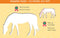 Zo teken je paarden - 12 sjabloonkaarten / Dessine des chevaux – 12 cartes pochoirs