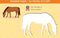 Zo teken je paarden - 12 sjabloonkaarten / Dessine des chevaux – 12 cartes pochoirs