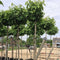 Amberboom bolvorm 220 cm stamhoogte | Liquidambar s. 'Gum Ball' 6-10 cm 220 cm| Bomenbezorgd.nl