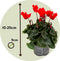 Plant in a Box - Cyclamen Persicum - Mix van 6 - Bloeiende kamerplanten - Pot 9cm - 10-20cm
