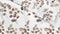 Zohome Dekbedovertrek Novi - Bedlinnen met Bloemen print - 260x220 - Natural - Dekbedhoes van 100% Katoen-Flanel