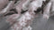 Zohome Ella Dekbedovertrek - Eenpersoons - Flanel - 140x200-220cm - Grijs