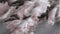 Zohome Ella Dekbedovertrek - Lits-jumeaux - Flanel - 260x200-220cm - Grijs