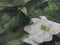 Zohome Kelly Dekbedovertrek - Eenpersoons - Katoensatijn - 140x200-220cm - Groen