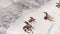 Zohome Snowy Dekbedovertrek - Eenpersoons - Flanel - 140x200-220cm - Wit