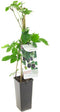 Rubus fruticosus Navaho® 'The Big Easy'® | doornloze braam | Ø 11 cm