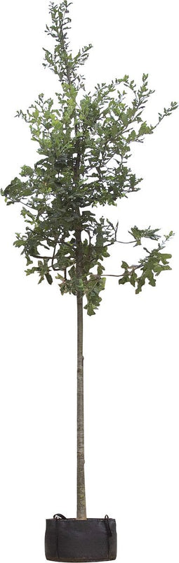 Zomereik | Quercus robur 20-25 cm | Bomenbezorgd.nl