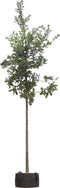 Zomereik | Quercus robur 20-25 cm | Bomenbezorgd.nl