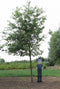 Zomereik | Quercus robur 20-25 cm | Bomenbezorgd.nl
