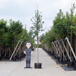 Zomereik - Quercus robur 300 - 400 cm totaalhoogte (10 -14 cm stamomtrek)