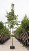 Zomereik Quercus robur h 575 cm st. omtrek 22,5 cm