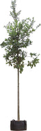 Zomereik Quercus robur h 575 cm st. omtrek 22,5 cm