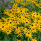 Zonnehoed (Rudbeckia fulg.) 'Goldsturm' | 1 stuk | Bijen- en vlinderplant | Bijentuin | 11x11 cm Kwekerspot