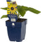 Zonnehoed (Rudbeckia fulg.) 'Goldsturm' | 1 stuk | Bijen- en vlinderplant | Bijentuin | 11x11 cm Kwekerspot