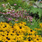 Zonnehoed (Rudbeckia fulg.) 'Goldsturm' | 1 stuk | Bijen- en vlinderplant | Bijentuin | 11x11 cm Kwekerspot