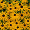 Zonnehoed (Rudbeckia fulg.) 'Goldsturm' | 1 stuk | Bijen- en vlinderplant | Bijentuin | 11x11 cm Kwekerspot
