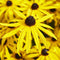 Zonnehoed (Rudbeckia fulg.) 'Goldsturm' | 1 stuk | Bijen- en vlinderplant | Bijentuin | 11x11 cm Kwekerspot
