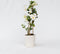 Plant in a Box - Mandeville 'Rio White' - Dipladenia - Bloeiende tuinplant - Klimplant - Terras- en balkon plant - Pot 17cm - Hoogte 60-70cm