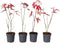 Japanse Esdoorn - Set van 4 - Acer 'Atropurpureum' - Hoogte 25-40cm - ⌀10,5cm - Acer palm. Atropurpureum P10,5 x4