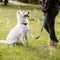 Hondenhalsband Dingo 14760 20 cm