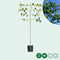 Leiplataan 200 cm | Platanus hispanica 200 cm| Bomenbezorgd.nl