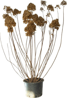 2 stuks! Pluimhortensia Lime Light Hydrangea pan. 'Limelight' 112,5 cm