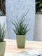 Sanseveria - Fachjan - Groene Plant- Hoogte 30 cm
