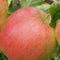 Grote appelboom Jonagold Malus domestica Jonagold 350 cm