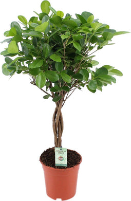 Vijg, Rubberboom ↨ 70cm - hoge kwaliteit planten