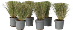 Plant in a Box - Stipa tenuifolia 'Pony Tails' - Set van 6 Stipa 'ponytail' grassen - Verdergras - Pot 9cm - Hoogte 20-30cm
