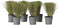 Plant in a Box - Stipa tenuifolia 'Pony Tails' - Set van 6 Stipa 'ponytail' grassen - Verdergras - Pot 9cm - Hoogte 20-30cm