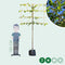 Leilinde 8-12 cm omtrek van de stam + aanplantpakket