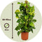 Plant in a Box - Epipremnum Scindapsus Aureum - klimop drakenboom kamerplant echt - Pot 21cm - Hoogte 80-90cm