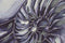 Schilderij Home ESPRIT Schelp 60 x 2,5 x 80 cm (4 Stuks)