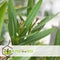 Plant in a Box - Nerium Oleander - Tuinplant - Pot 21cm - Hoogte 80-90cm