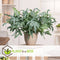 Plant in a Box - Phlebodium Aureum 'Blue Star' - Gemakkelijk te verzorgen Blauwvaren - Pot 17cm - Hoogte 40-50cm