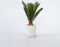 Plant in a Box - Set van 4 Cycas Revoluta - Varenpalm - Pot 15cm - Hoogte 45-60cm