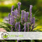 Plant in a Box - Liriope muscari 'Ingwersen' - Set van 6 - Winterharde siergrassen - Pot 14cm - Hoogte 25-35cm