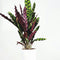 Plant in a Box - Calathea Wavestar XL - Pauwenplant, gebedsplant - ⌀27cm - Hoogte 85-95cm