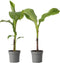 Plant in a Box - Musa Basjoo - Set van 2 - Winterharde bananenplanten - Tuinbanaan - Pot 9cm - Hoogte 25-40cm