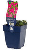 Griffioen - Geranium sang. 'Max Frei'