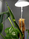 Parus by Venso SUNLiTE Kweeklamp 7W koper, LED groeilamp met telescopische staaf, groeilamp voor kamerplanten en groene planten