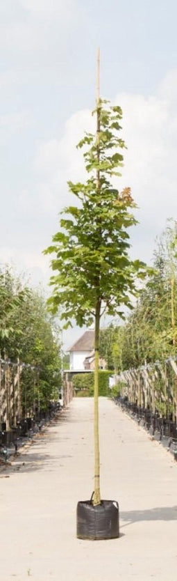 Zuil esdoorn | Acer platanoides 'Columnare' 10-14 cm | Bomenbezorgd.nl