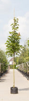 Zuil esdoorn | Acer platanoides 'Columnare' 14-18 cm | Bomenbezorgd.nl