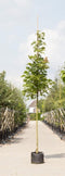 Zuil esdoorn | Acer platanoides 'Columnare' 18-20 cm | Bomenbezorgd.nl