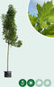 Zuil esdoorn | Acer platanoides 'Columnare' 18-20 cm | Bomenbezorgd.nl