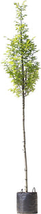Zuil haagbeuk | Carpinus betulus 'Fastigiata' 10-14 cm 180-200 cm| Bomenbezorgd.nl